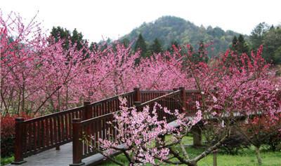 正安桃花源记景区图片