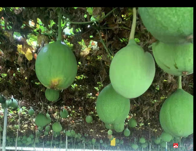 【越·广水】乡村振兴有我们(八)