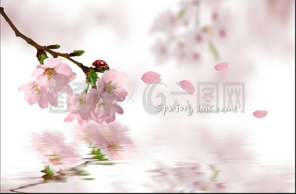 桃花PSD高清源文件