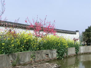 城市桃花源游记