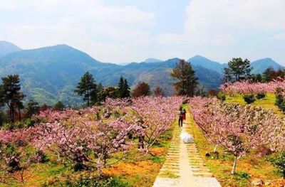 你向往的生活 都藏在温州这些诗一样的“桃花源”里