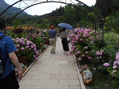 海内外华文媒体走进剑门关下的“桃花源”