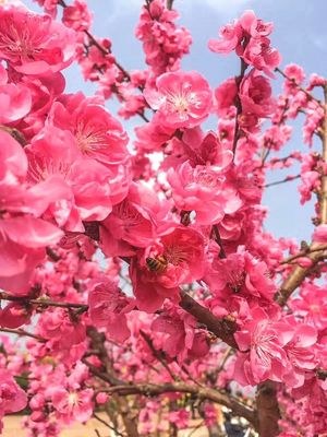 成都简阳禾丰镇 做优“桃花经济” 绘就乡村振兴新画卷