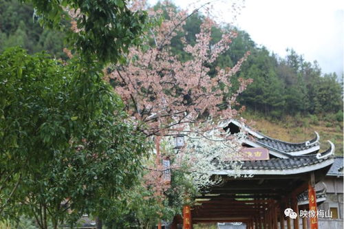 新化县新阶联走进古桃花源采风 寻觅桃花源的文学与自然之韵