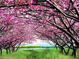 桃花源记 隐逸于繁世之外的理想国度